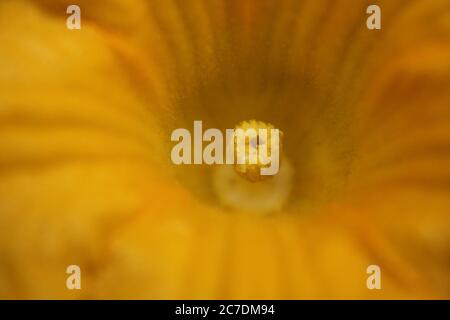 Un fiore comune di zucca trovato nel giardino del cortile. Foto Stock