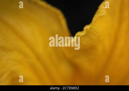 Un fiore comune di zucca trovato nel giardino del cortile. Foto Stock