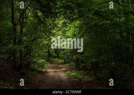 strada nel bosco scuro Foto Stock