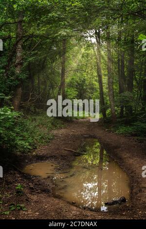 strada nel bosco con pozzanghere e travi a vista Foto Stock