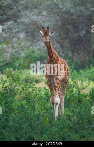 La Rothschild giraffe (Giraffa camelopardalis rothschildi) Foto Stock