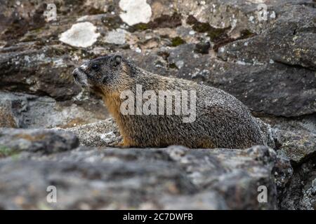 Scopata o Marmot giallo (Marmota flaviventris) Foto Stock