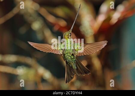 Sword-billed Hummingbird  (Ensifera ensifera) adult female in flight  Guasca, near Bogota, Columbia         November Stock Photo