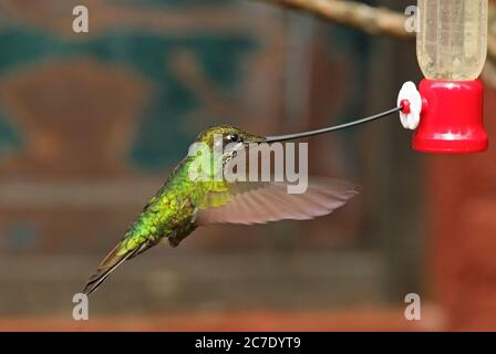 Sword-billed Hummingbird  (Ensifera ensifera) adult female in flight feeding at hummingbird feeder  Guasca, near Bogota, Columbia         November Stock Photo