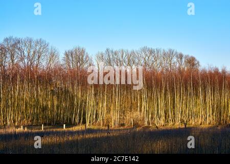 Il sole serale illumina una radura di foresta su un pascolo. Foto Stock