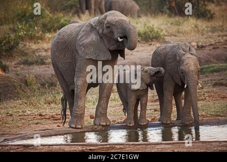 Elefanti che bevono in un buco d'acqua 10659 Foto Stock