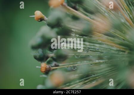 Macro shot di gocce d'acqua su una pianta verde e gialla, fuoco selettivo poco profondo. Foto Stock