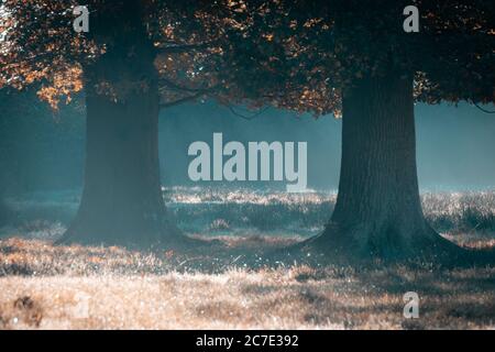 in autunno, raggi di luce che brillano attraverso gli alberi su un prato Foto Stock