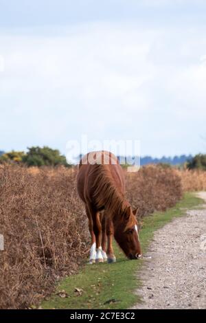 un nuovo pony marrone della foresta che si nutra sulla strada Foto Stock