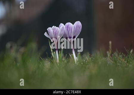 Primo piano selettivo di un bellissimo croccus primaverile dai petali viola fiore Foto Stock