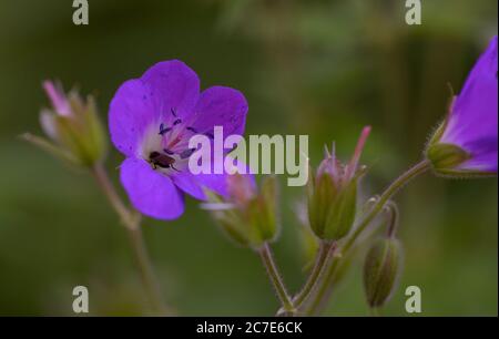 Close up di un fiore viola Foto Stock