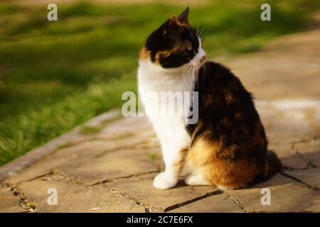 Gatto tricolore seduto nel giardino sul vecchio pavimento in pietra. Foto Stock