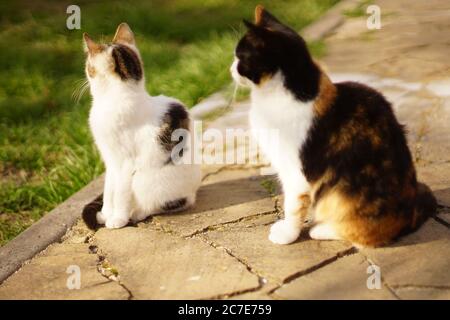 Due gatti tricolore seduti nel giardino estivo Foto Stock