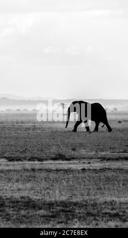 Immagine verticale in scala di grigi di un elefante solitario sul campo sotto il cielo limpido Foto Stock