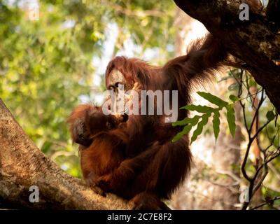 Orangutana borneana e il suo juvinile Foto Stock