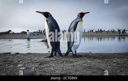 Due pinguini re che si levano in piedi indietro con acqua, foche e molti altri pinguini sullo sfondo Foto Stock