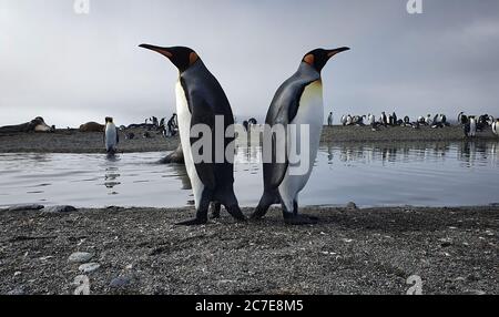 Due pinguini re che si levano in piedi indietro con acqua, foche e molti altri pinguini sullo sfondo Foto Stock