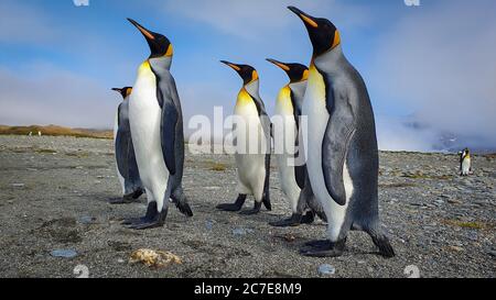 Cinque pinguini regali si erigevano su sabbia grigia con nuvole e colline sullo sfondo della Georgia del Sud Foto Stock