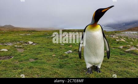 Un pinguino re si trovava sull'erba da solo guardando verso la telecamera con le nuvole sullo sfondo parzialmente oscuri montagne e ghiacciaio Foto Stock