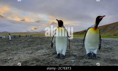 Due pinguini adulti di tipo king che si erigono sulla spiaggia di sabbia grigia con colline e montagne sullo sfondo che si stagliano tra le nuvole Foto Stock