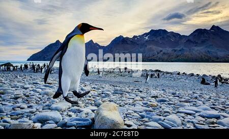 Adulto re pinguino camminare attraverso la spiaggia di ghiaia con colonia sullo sfondo con mare e montagne drammatiche sotto un cielo di prima mattina Foto Stock