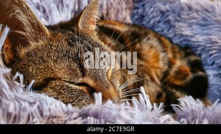 Gatto tabby arancione che dorme nel letto di gatto viola Foto Stock