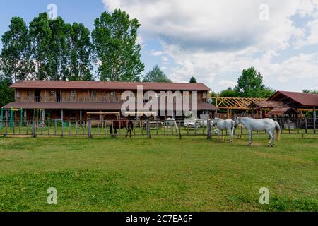 Stile di vita nella fattoria di cavalli nella città di Daday. I cavalli pascolano proprio di fronte all'allevamento di cavalli. Foto Stock