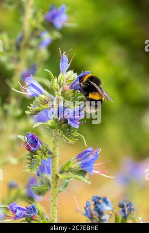 Bumblebee raccolta nettare e polline da Viper's bugloss wildflower (Echium vulgare) con fiori blu nel mese di luglio, Regno Unito Foto Stock