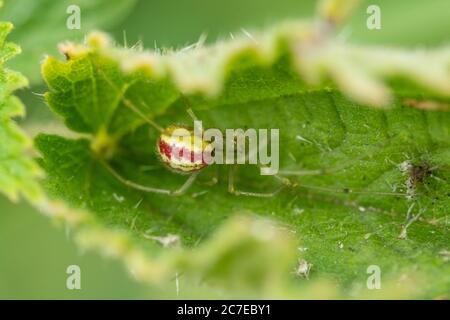 Common Candy-Striped Spider (Enoplognatha ovata) su foglia di bramble, Regno Unito Foto Stock