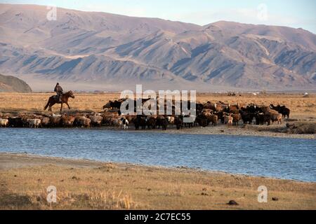 Un nomade herder kazako a cavallo guidando la sua mandria di bovini attraverso un fiume nelle montagne di Altai, Mongolia occidentale. Foto Stock