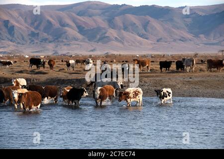 Un nomade herder kazako a cavallo guidando la sua mandria di bovini attraverso un fiume nelle montagne di Altai, Mongolia occidentale. Foto Stock