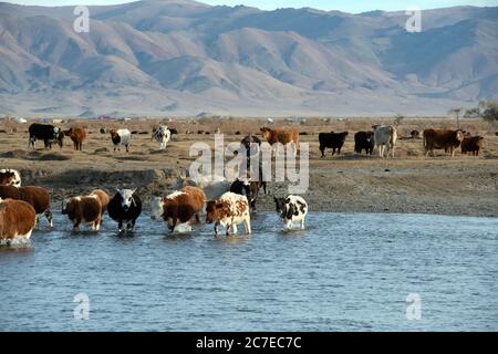 Un nomade herder kazako a cavallo guidando la sua mandria di bovini attraverso un fiume nelle montagne di Altai, Mongolia occidentale. Foto Stock