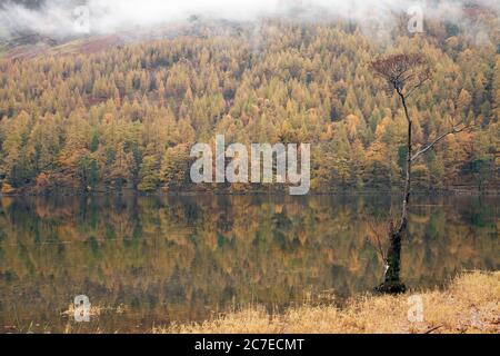 L'unico betulla sulla riva del lago Buttermere in autunno, Cumbria, Regno Unito Foto Stock