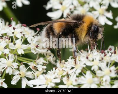 Bombee dalla coda bianca, Bombus lucorum, che si nuoccica su alghe, Heracleum spondilium Foto Stock