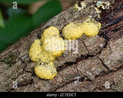 Sporangia gialla del cane vomita la muffa di calce, Fuligo settica, su un tronco caduto in bosco Foto Stock