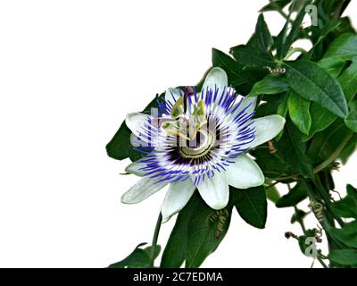 Passionflower blu, Passiflora Caerulea, casa è l'Argentina settentrionale e il Brasile meridionale. Foto Stock