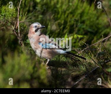 Eurasian Jay (Garrulus glandarius) in un Peak District Pine Forest. Foto Stock