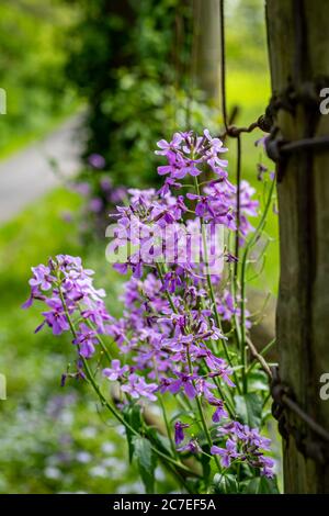 Fiori di flox selvatici su una strada in Kentucky Foto Stock