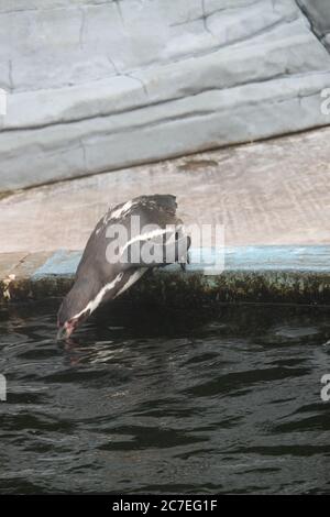 Pinguino immersione Foto Stock