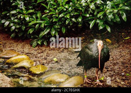 Vista frontale di un ibis calvo su un ruscello, Geronticus eremita Foto Stock
