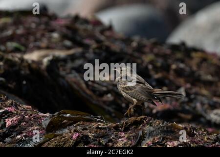 Un bellissimo passero marrone, che prende il volo da un mucchio di kelp sulla costa norvegese Foto Stock