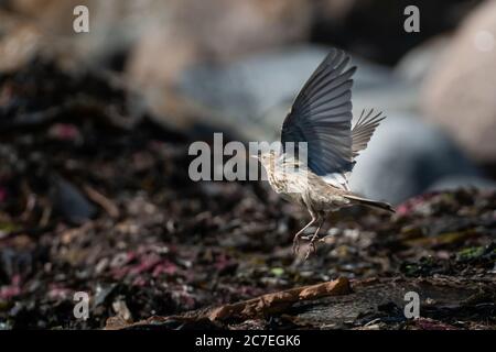 Un bellissimo passero marrone, che prende il volo da un mucchio di kelp sulla costa norvegese Foto Stock