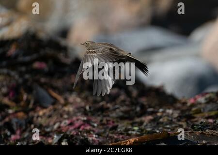 Un bellissimo passero marrone, che prende il volo da un mucchio di kelp sulla costa norvegese Foto Stock