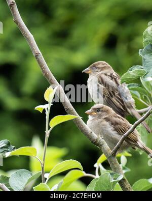 Due passeri seduti su un ramo in un albero Foto Stock