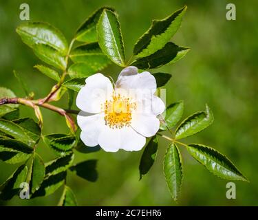 Rosa cane fiorito (Rosa canina) su sfondo verde. Foto Stock