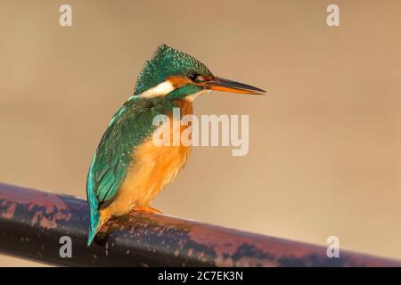 Vista laterale dettagliata di un uccello selvaggio del Martin pescatore britannico (Alcedo atthis) isolato sulle ringhiere lungo il fiume alla luce solare invernale del tardo pomeriggio. Foto Stock