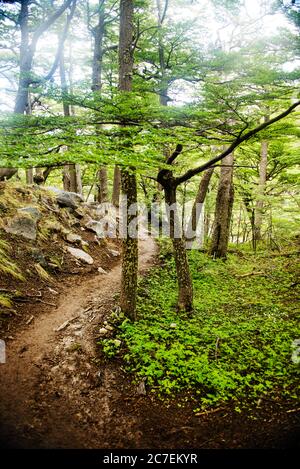 Sentiero escursionistico lungo il circuito W nel Parco Nazionale Torres del Paine, Cile, Patagonia, Sud America Foto Stock