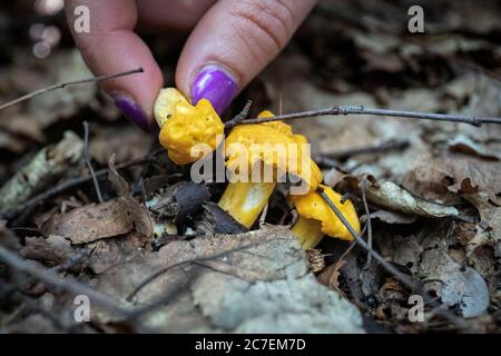 Raccolta di funghi chanterelle nei boschi. Nutrizione dalla natura selvaggia. Foto Stock