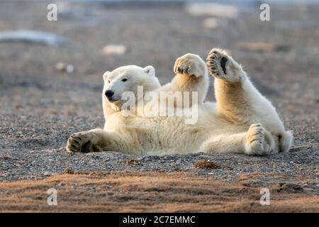 Orso polare (Ursus maritimus) a Kaktovik, Alaska Foto Stock