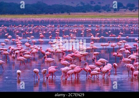 Fenicotteri nell'area di conservazione di Ngorongoro, Tanzania, Africa Foto Stock